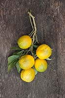 Citrus aurantium 'Foliis Variegatis' - Orange amère panachée - fruits cueillis sur tige avec feuillage