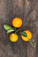 Citrus aurantium 'Frutto Liscio' - Orange amère douce - fruits à feuilles