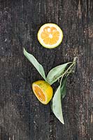 Citrus aurantium 'Foliis Variegatis' - Orange amère panachée - fruit unique coupé en deux avec du feuillage