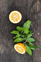 Citrus aurantium - Orange amère - fruits cueillis coupés en deux avec des feuilles