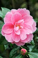 Camellia x williamsii 'Donation' - mars