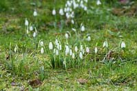 Galanthus 'Trym' - Snowdrop - semis dans l'herbe