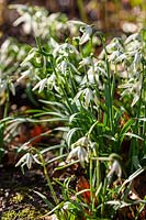Galanthus nivalis f. pleniflorus 'Walrus' - Perce-neige