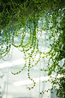 Jardin vertical, partie d'une arche avec Ficus repans - Evergreen Creeping Fig
