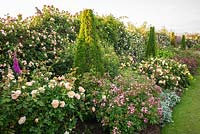 Vue le long d'un parterre de roses, Rosa - Rose grimpante - le long du mur avec une ligne de pyramides topiaires avec des roses arbustives et des vivaces entre et en face