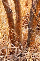 Acer rufinerve 'Erythrocladum' - Érable à écorce de serpent gris - écorce d'arbre entourée de graminées ornementales