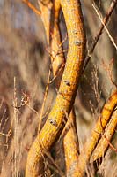 Acer rufinerve 'Erythrocladum' - Érable à écorce de serpent gris - écorce d'arbre