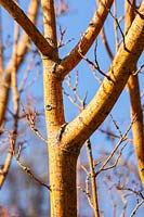 Acer rufinerve 'Erythrocladum' - Gris - Érable à écorce de serpent - écorce d'arbre contre le ciel bleu