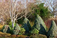 Picea glauca 'Alberta Blue', Betula utilis - Betula utilis - avec Cornus sericea 'Flaviramea'