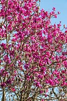 Magnolia campbellii var. mollicomata 'Mgr Michael'