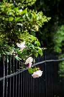 Rosa - Rose - grandir à travers des balustrades métalliques