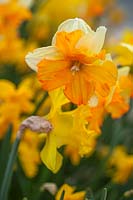 Butterfly Narcissus 'Orangerie' - Jonquille corona fendue