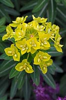 Euphorbia cornigera - Euphorbe cornu