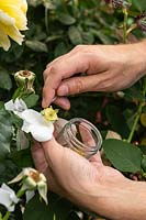 Pollinisation croisée d'une Rosa - Rose - les pétales sont enlevés, puis les anthères contenant le pollen sont coupées dans un bocal en verre