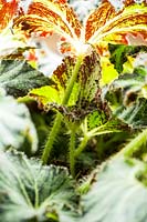Begonia 'Palomar Prince '