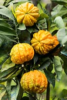 Citrus aurantium 'Canaliculata' - Orange amère
