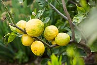 Citrus paradisi - Pamplemousse