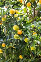 Citrus aurantium - Orange amère