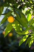 Citrus aurantium - Orange amère - fruit unique parmi le feuillage avec la lumière du soleil