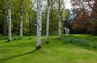 Vue sur les bois et l'herbe avec Betula pendula Dalecarlica - bouleau suédois - arbres à sculpture en métal appelé voile