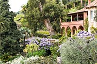 Jardin méditerranéen à fleurs Wisteria sinensis. Villa Pergola. Alassio, Italie.