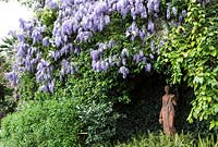 Statue dans le jardin à fleurs Wisteria sinensis 'Prolific '. Villa Pergola. Alassio, Italie.
