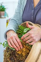 Femme insérant de la mousse supplémentaire pour raffermir autour des plantes dans un tamis en bois.