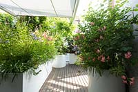 Jardin en terrasse avec de grands pots surélevés, planté d'alstroemeria 'Freedom' et d'agapanthe 'Blue' Sorm '.