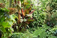 Canna indica 'Tropicana' ajoutant une couleur de feuillage dans une plantation de style tropical