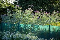 Filet brise-vent utilisé entre les rangées de fleurs. Cynara cardunculus - Cardon, artichaut globe