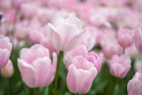 Tulipa 'Rosalie' - Tulipe