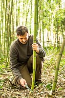 À l'aide d'une scie d'élagage pour récolter des tiges de bambou dans une clairière commerciale de bambou, ici Phyllostachys viridiglaucescens - Bambou vert glauque