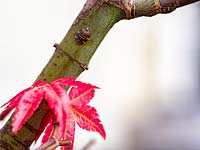 Cochenille farineuse sur Acer palmatum