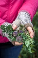 Récolte du brocoli à germes violets - Brassica oleracea