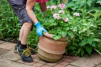 Placer un pot de géraniums en terre cuite sur une terrasse pour l'été