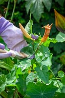 Utiliser un pinceau et des gants pour appliquer un désherbant sur les feuilles de liserons qui traversent Hemerocallis - Day Lily - dans un parterre de fleurs à l'aide d'un pinceau
