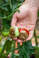 Pourriture apicale sur fruit de tomate