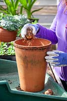 Planter un bulbe de lis dans un profond pot en terre cuite