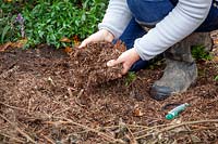 Paillage des dahlias à la pelle après avoir coupé le feuillage givré et noirci en les laissant dans le sol pendant l'hiver.