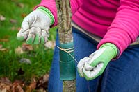 Mettre une bande de graisse horticole autour du tronc d'un cerisier pour réduire le nombre de chenilles de la teigne de l'hiver.