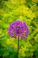 Allium hollandicum 'Purple Sensation' avec Smyrnium perfoliatum - alexandres parfumées