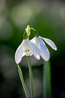 Galanthus 'Mrs Thompson' - perce-neige - montrant une tendance à produire des fleurs jumelles sur une seule tige.