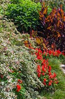 Un jardin coloré de style tropical avec un Bougainvilliers et Salvia panaché, 'Bonfire' avec un parterre de fleurs Mondo Grass.