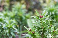 Erysmimum 'Scarlet Bedder' - Giroflée - boutons en fleur