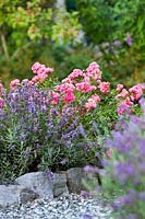 Lavandula - Lavender - et Rosa - Rose Bush - croissant dans un parterre de pierres