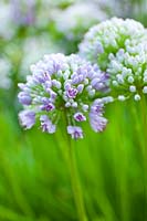 Allium senescens - ail