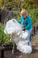 Protéger la fleur des fruits du passage avec la toison horticole, ici Pyrus communis 'Packham's Triumph' - Poire