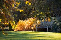 Vue sur la pelouse jusqu'au banc et le parterre de fleurs avec Cornus sanguinea 'Winter Beauty' - Cornouiller.