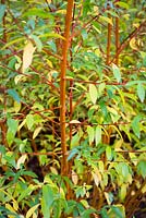 Salix alba var. vitellina 'Yelverton' - Saule doré