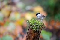 Poecile palustris - Mésange des marais sur mousse sur tronc mort